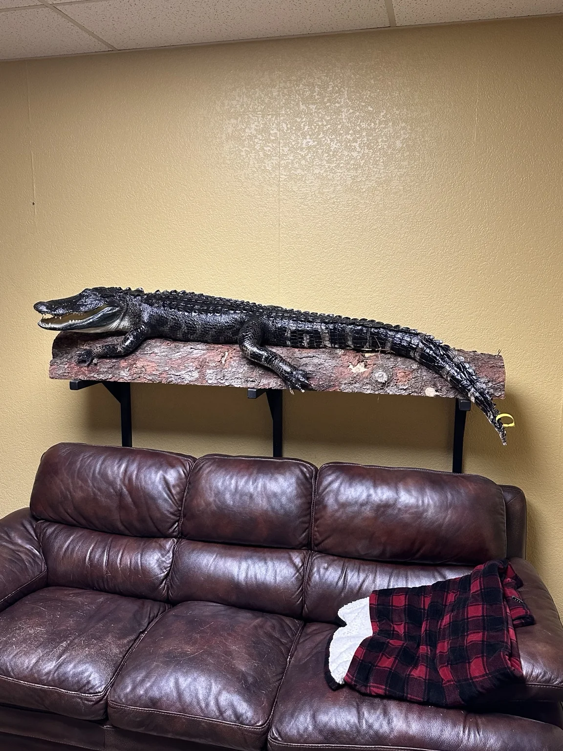 Alligator full-body taxidermy display