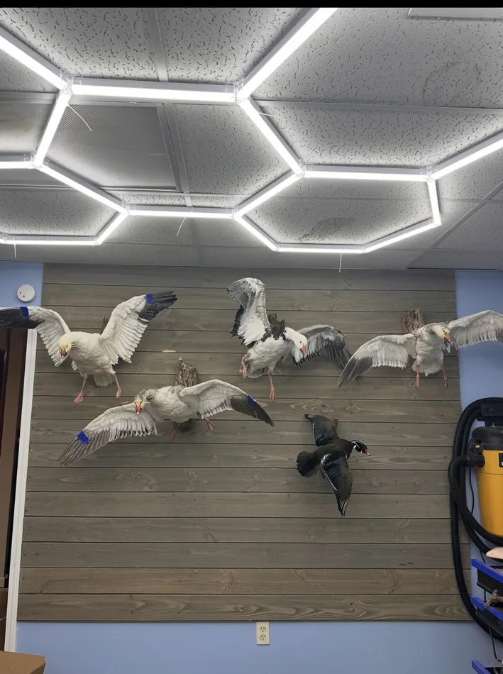 Collection of flying waterfowl mounts