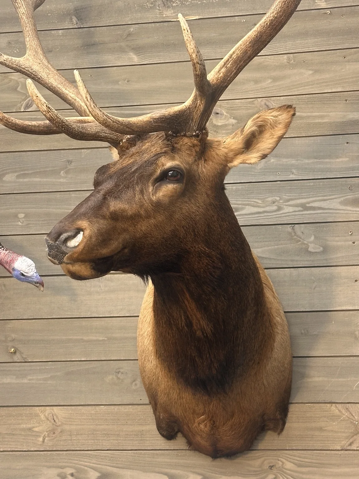 Elk shoulder mount