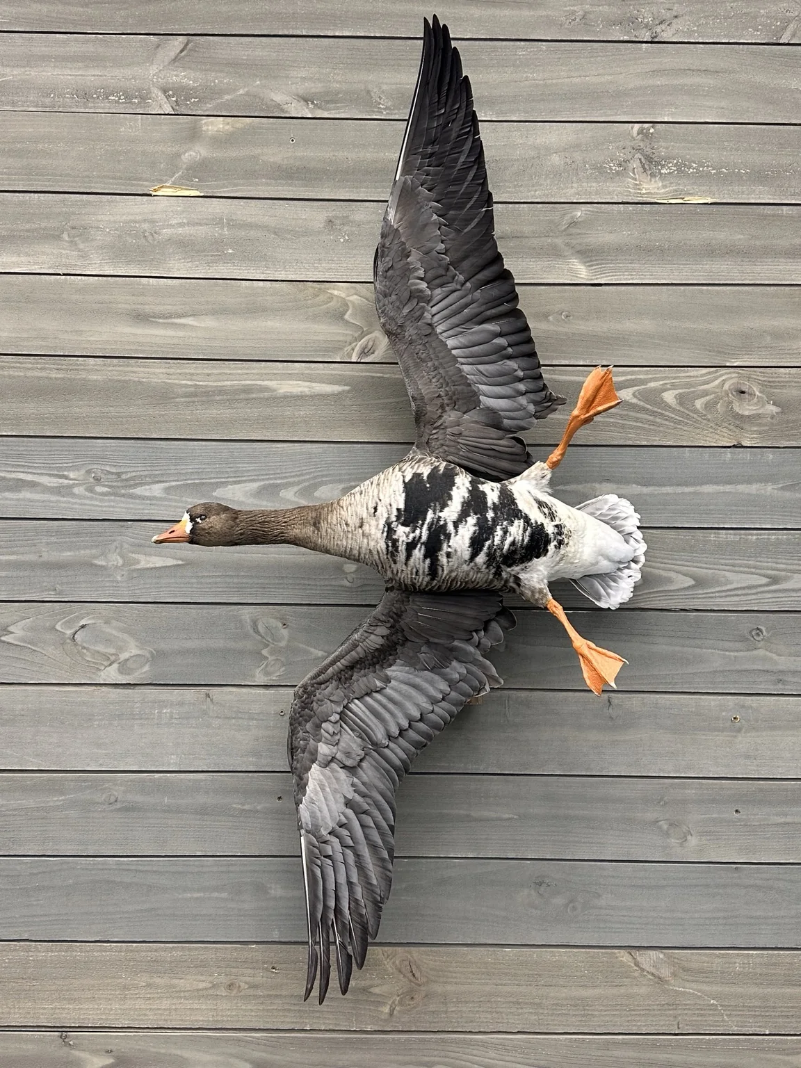 Flying goose taxidermy mount