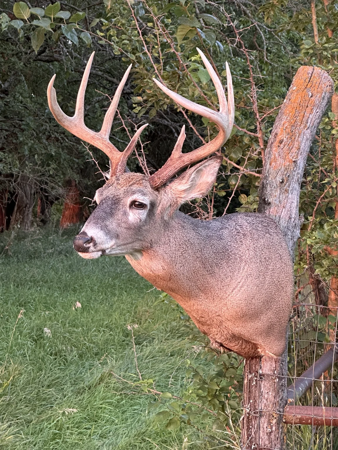 Whitetail shoulder mount displayed outdoors